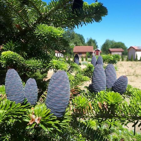 Paeevatalu Camping Hotel Vilusi Екстериор снимка